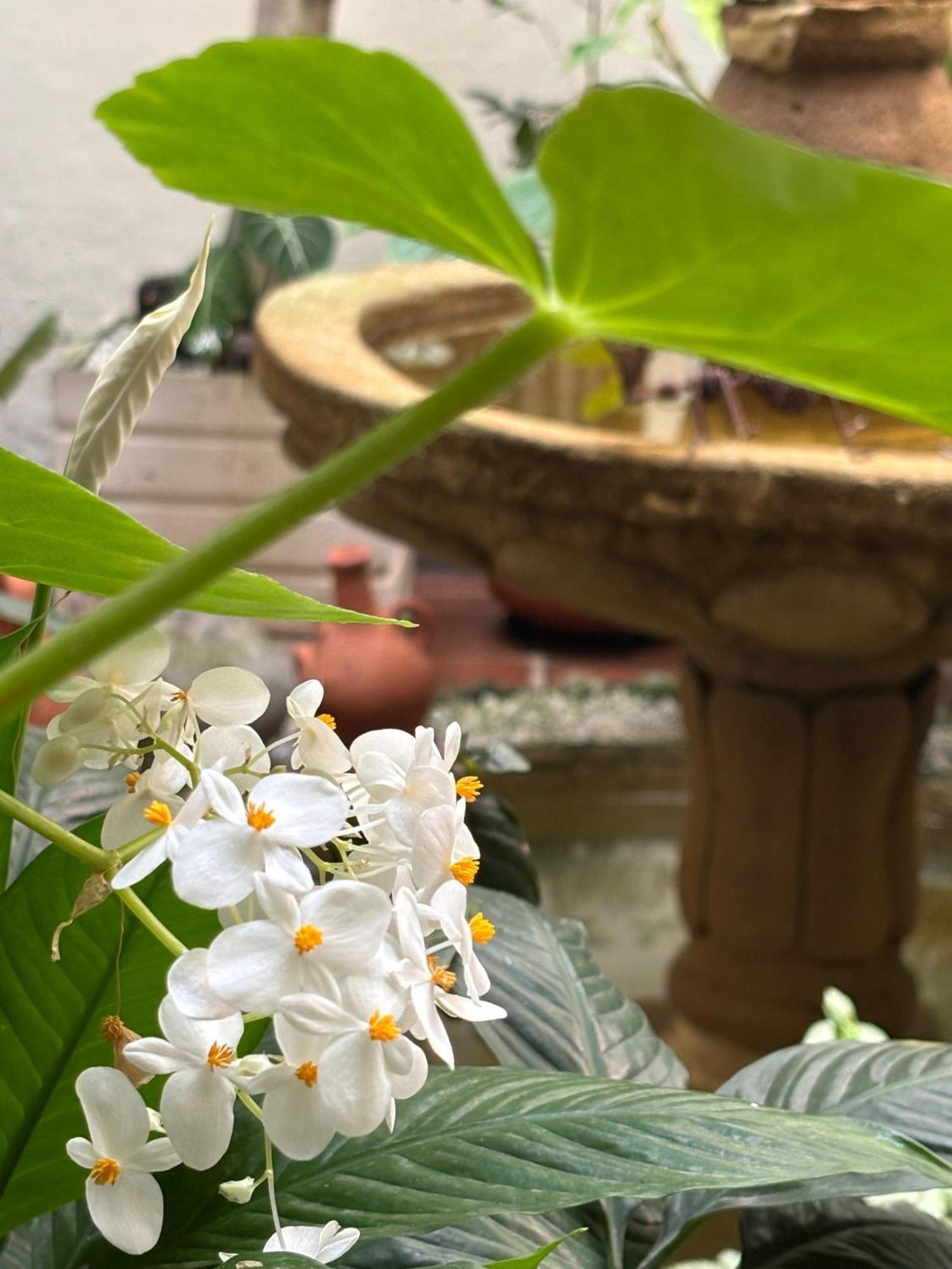Terraza De San Antonio